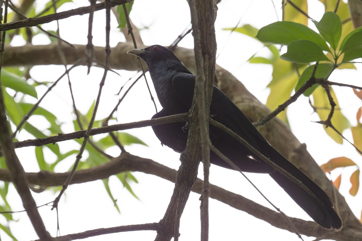 Asian Koel - ML617249186