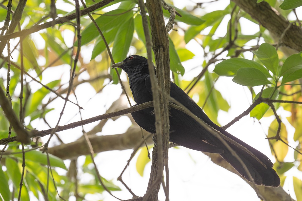 Asian Koel - ML617249187