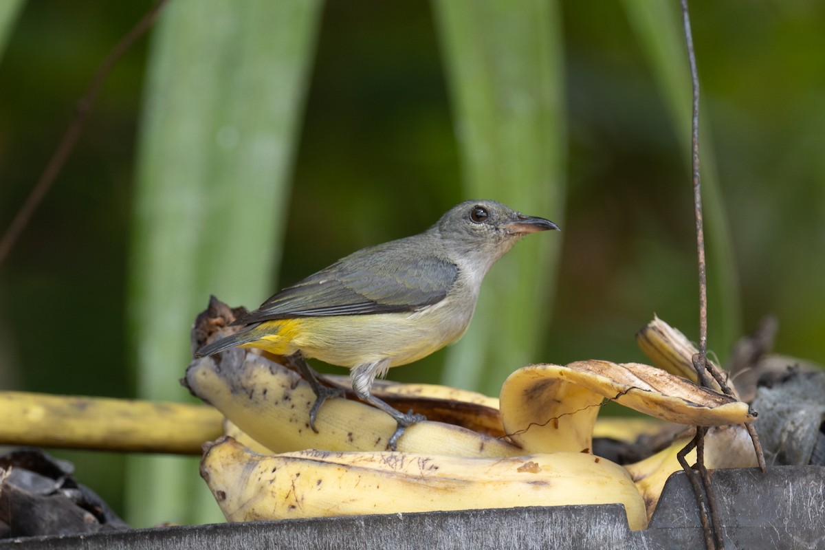 Orange-bellied Flowerpecker - ML617249205