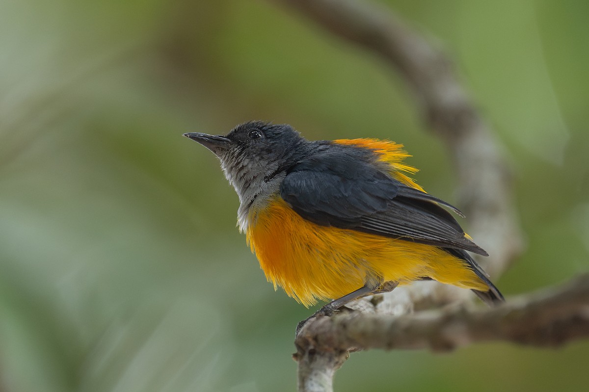 Orange-bellied Flowerpecker - ML617249207