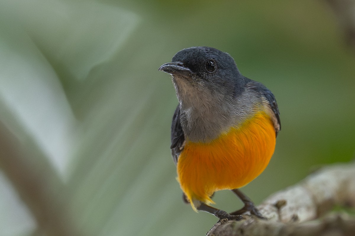 Orange-bellied Flowerpecker - ML617249208