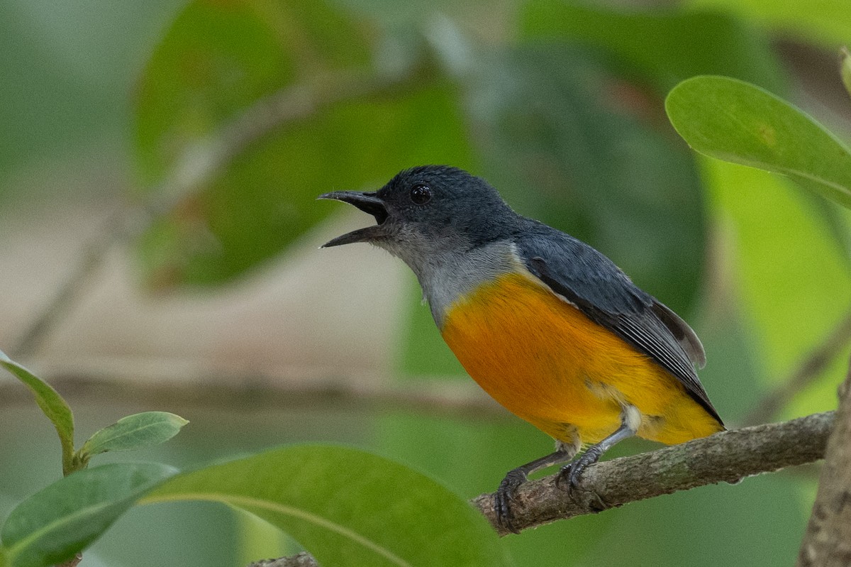 Orange-bellied Flowerpecker - Ross Bartholomew