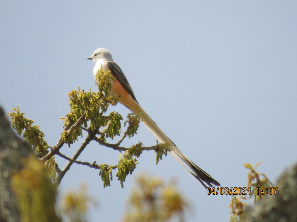 Scissor-tailed Flycatcher - ML617249222