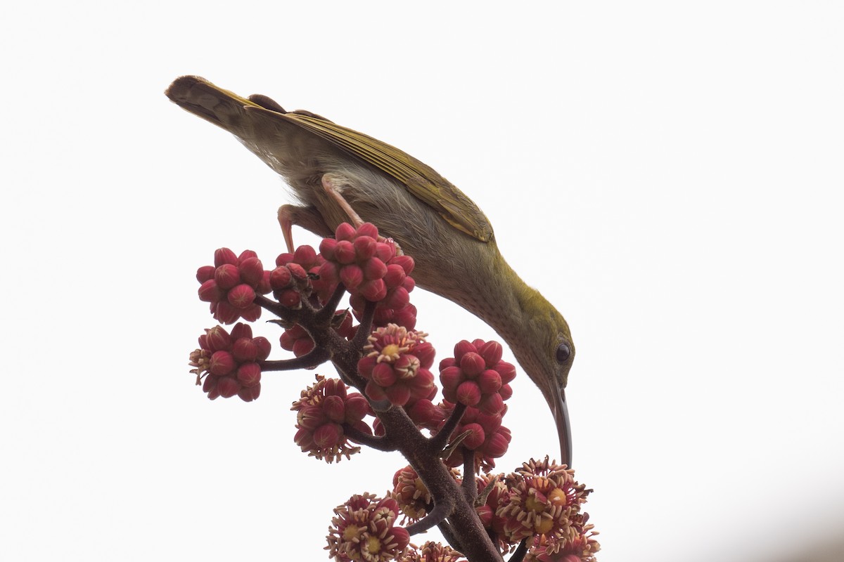 Gray-breasted Spiderhunter - ML617249225