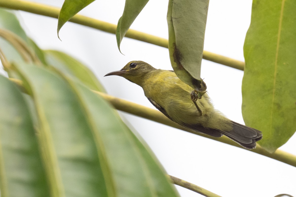 Brown-throated Sunbird - ML617249235