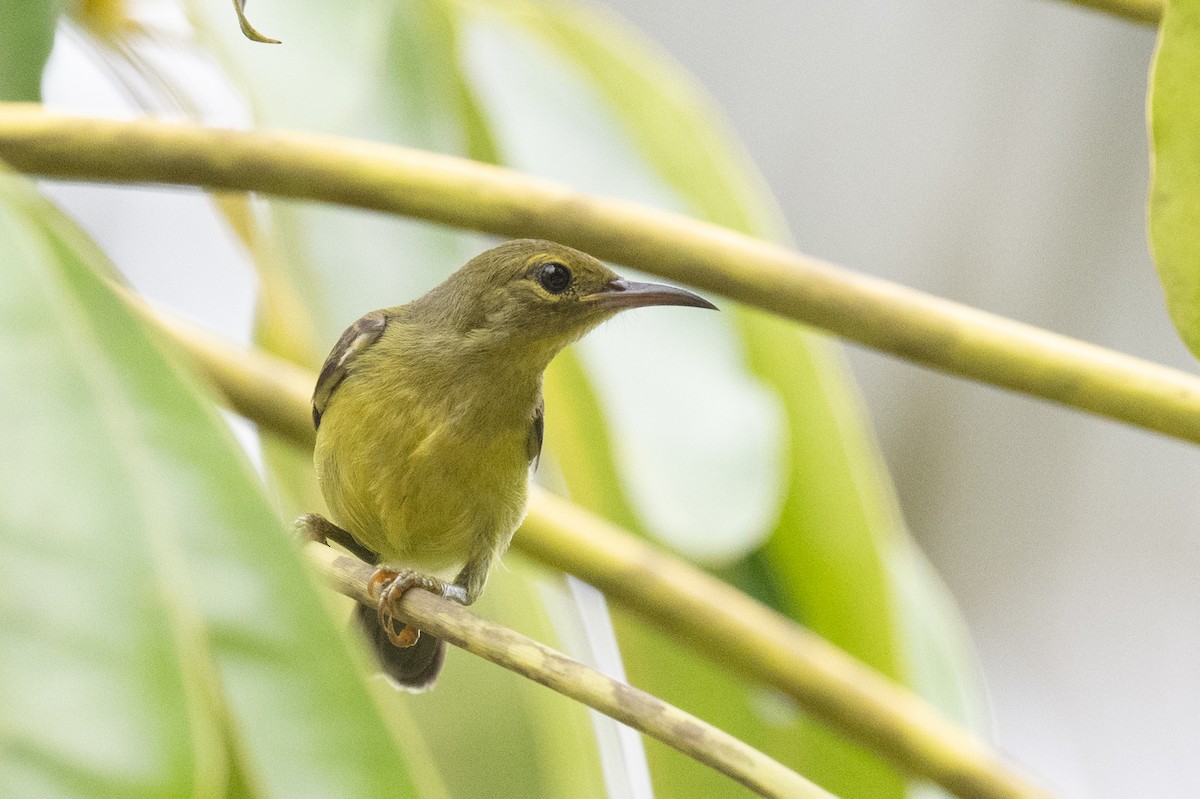 Brown-throated Sunbird - ML617249236