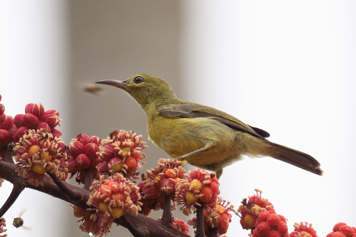 Brown-throated Sunbird - ML617249239