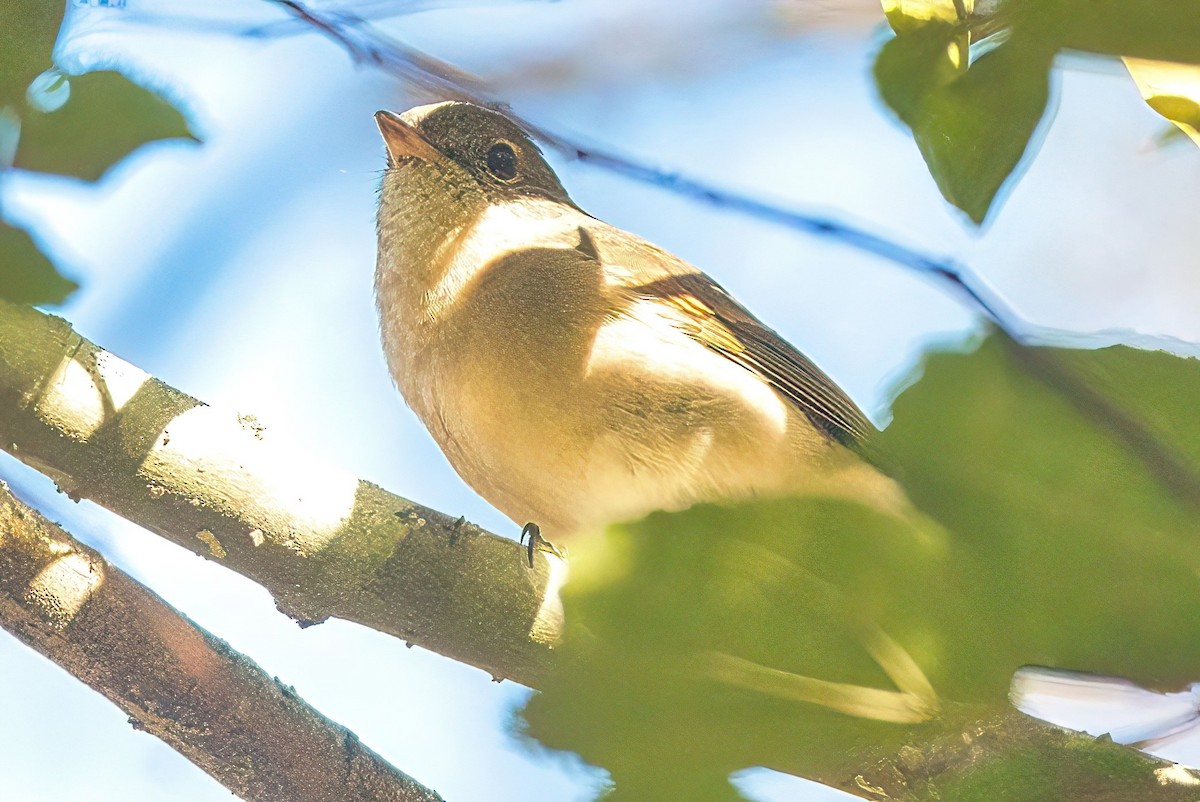 Golden Whistler - ML617249247