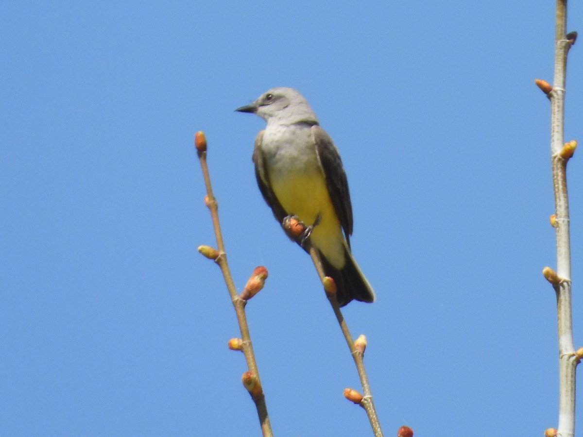 Western Kingbird - ML617249255