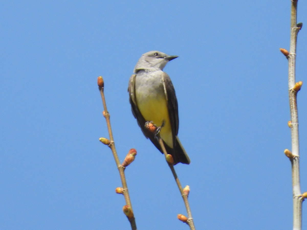 Western Kingbird - ML617249256