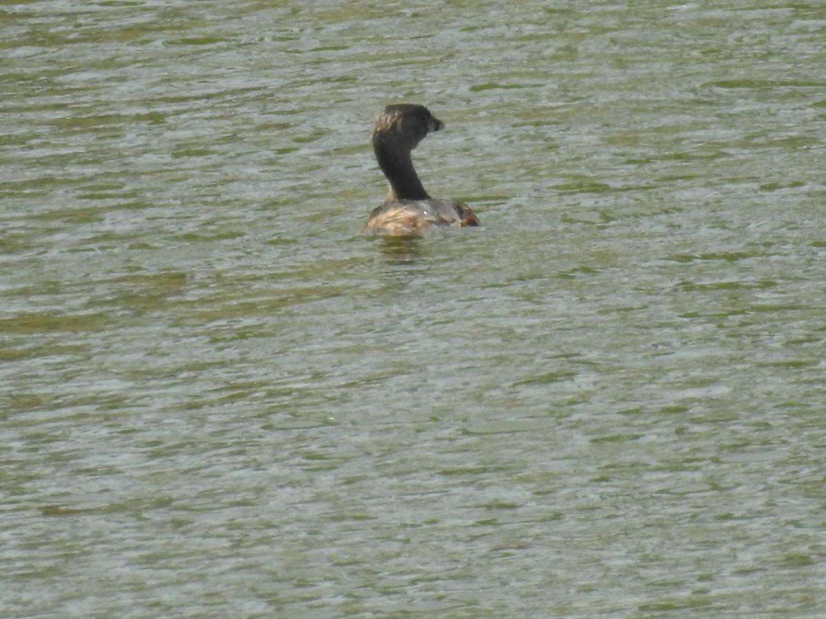 Pied-billed Grebe - ML617249274