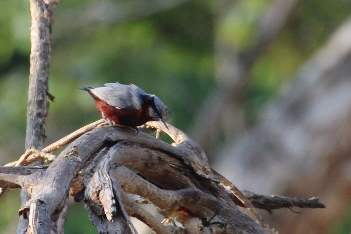 Indian Nuthatch - ML617249315