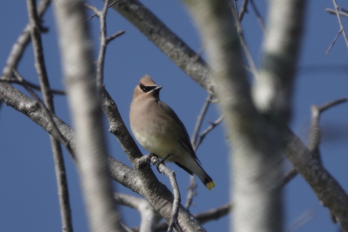 Cedar Waxwing - Tom Beland