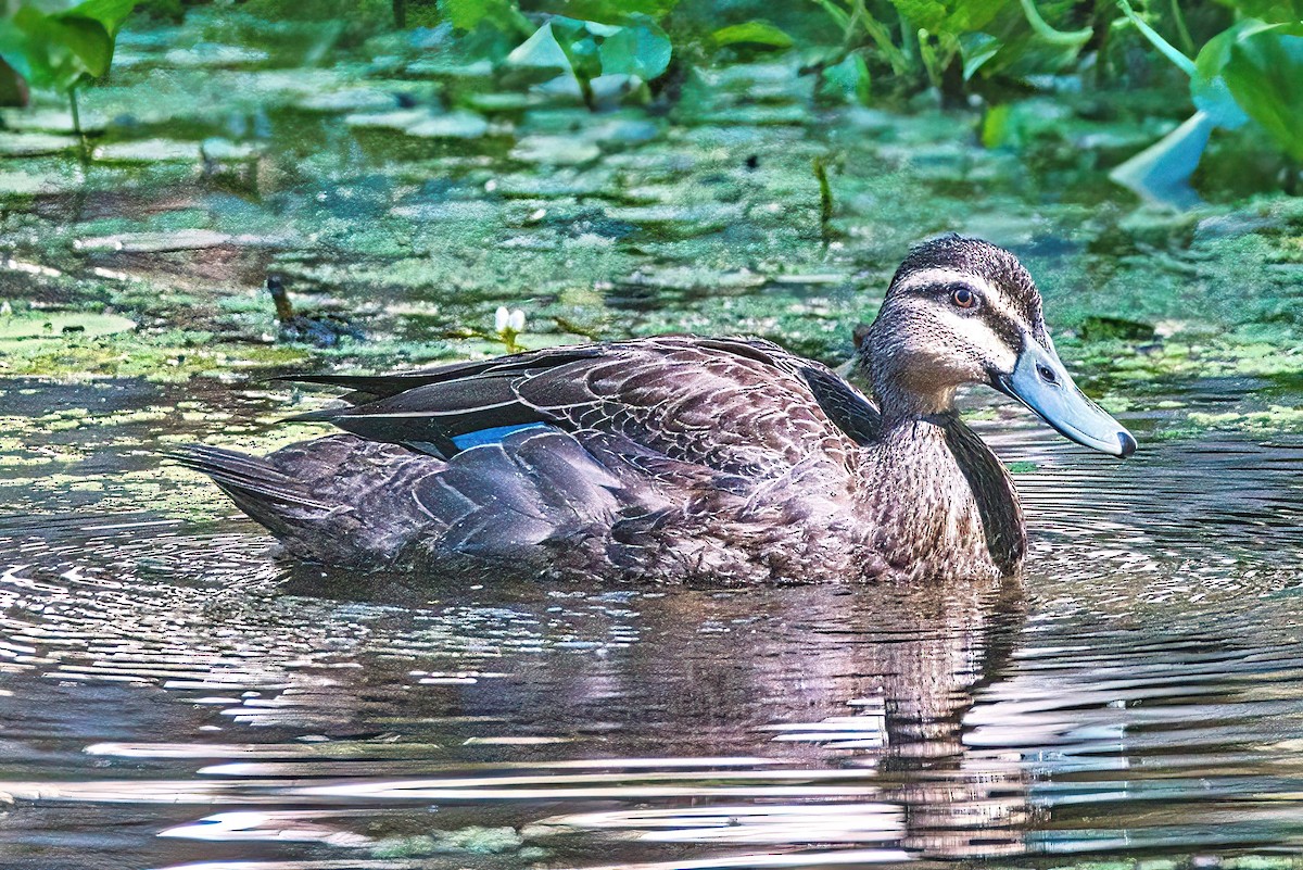 Pacific Black Duck - ML617249340