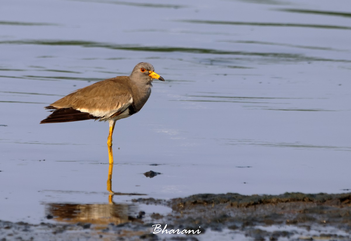 Gray-headed Lapwing - ML617249495