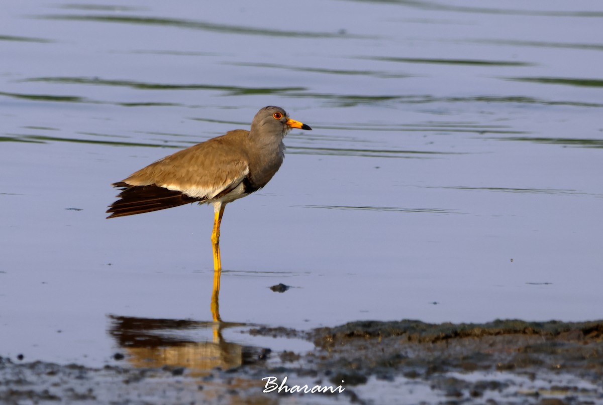 Gray-headed Lapwing - ML617249496