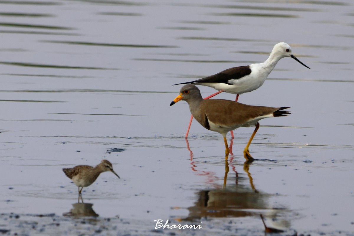 Gray-headed Lapwing - ML617249497