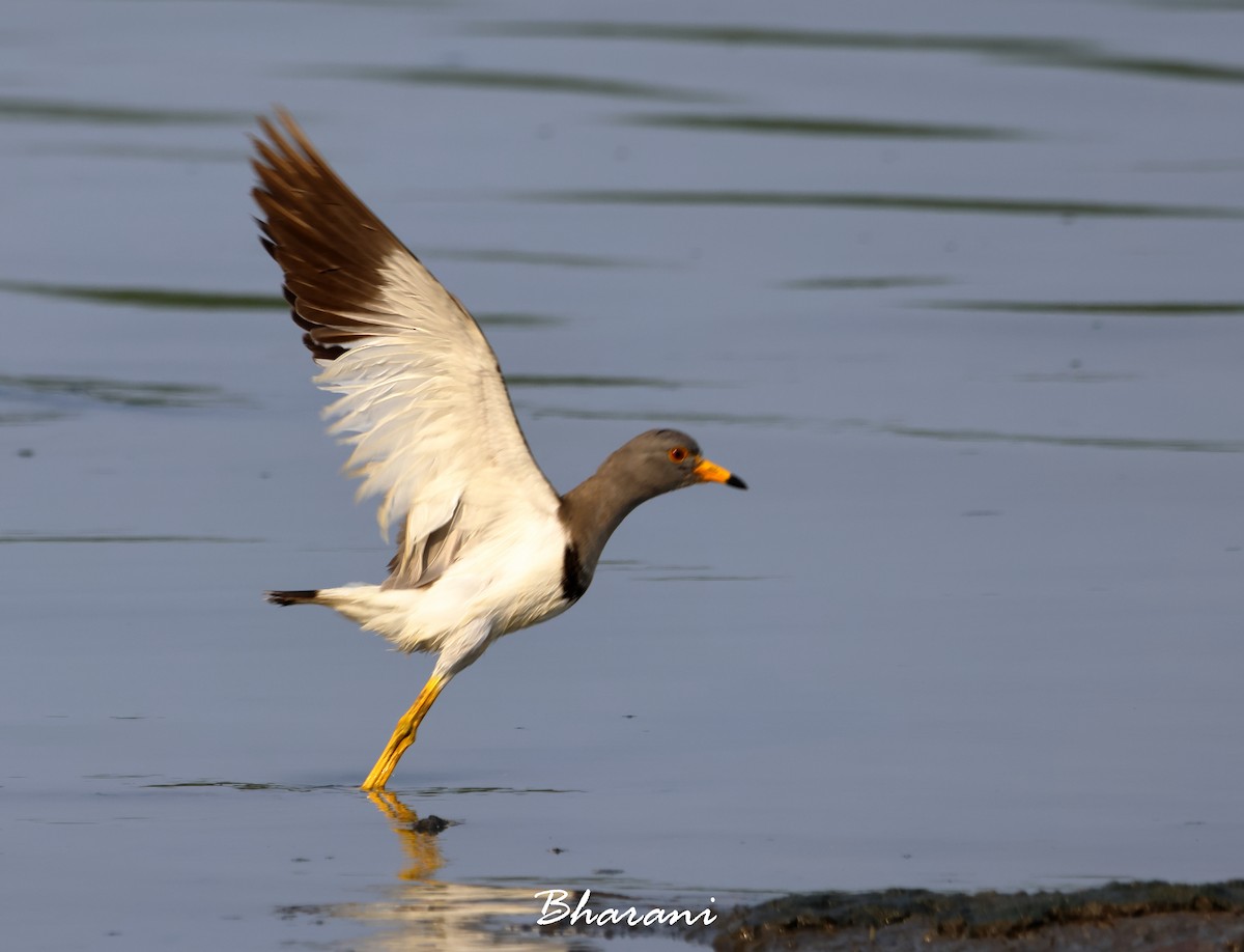 Gray-headed Lapwing - ML617249498