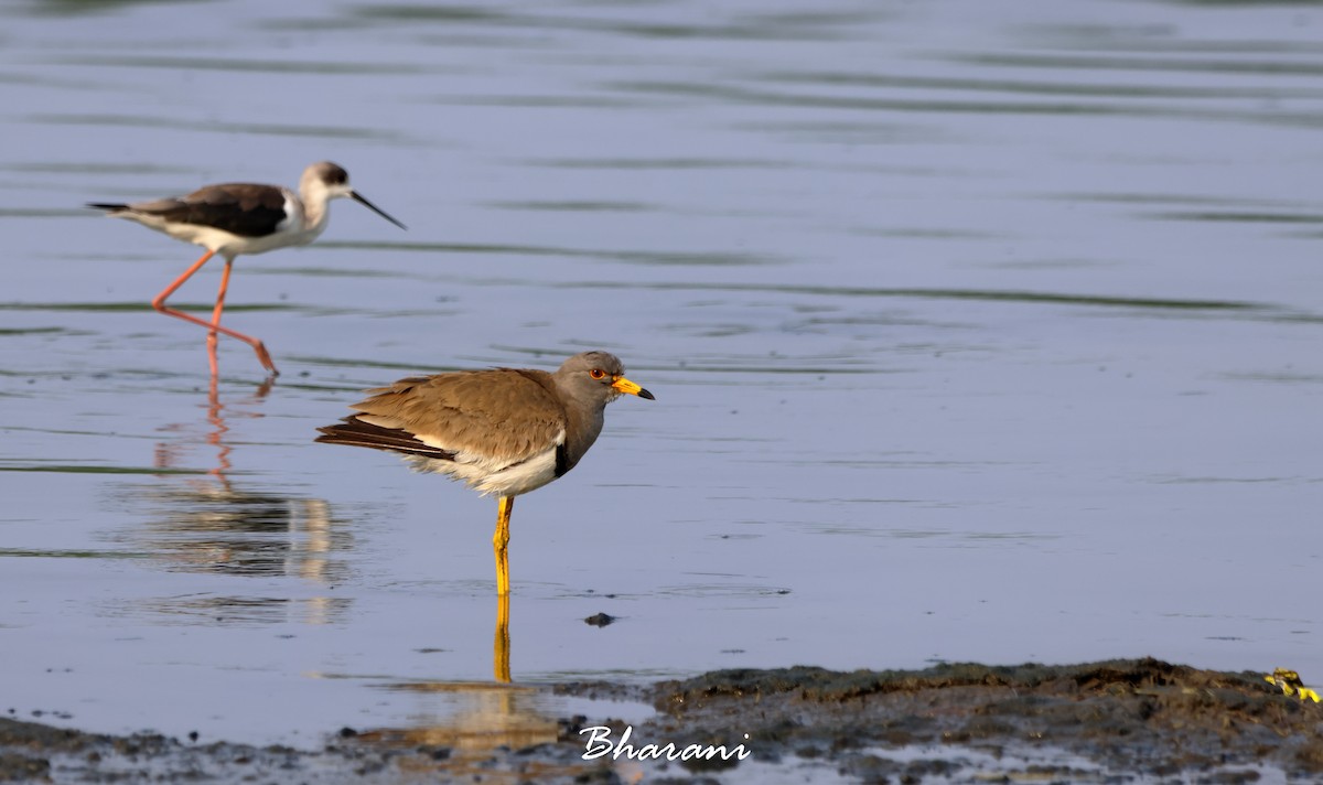 Gray-headed Lapwing - ML617249499