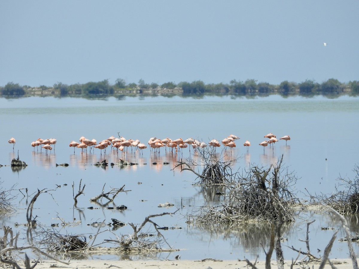 American Flamingo - ML617249530