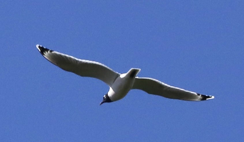 Franklin's Gull - ML617249561