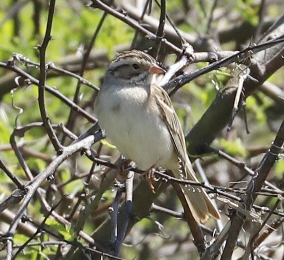 Clay-colored Sparrow - ML617249573