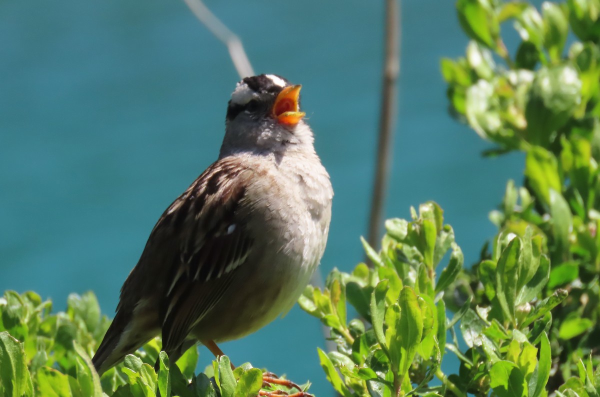 White-crowned Sparrow - ML617249598