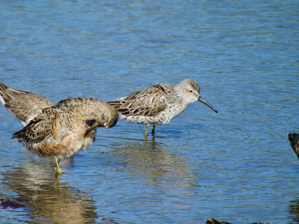 Stilt Sandpiper - ML617249616