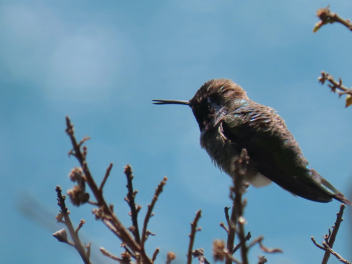 Anna's Hummingbird - Sherry Gray
