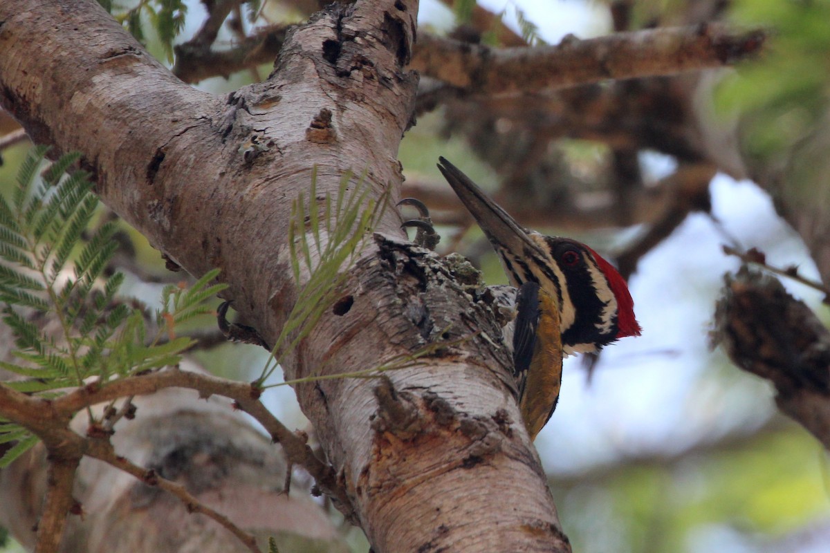 White-naped Woodpecker - ML617249657