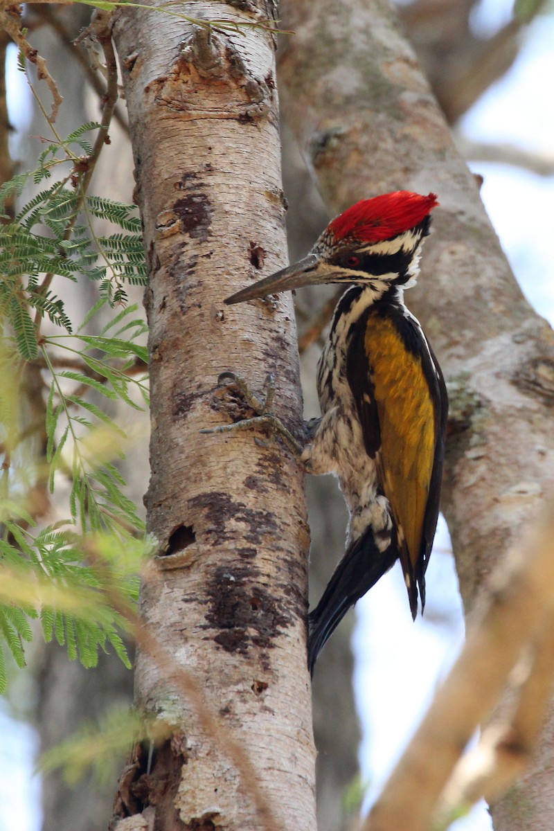 White-naped Woodpecker - ML617249658