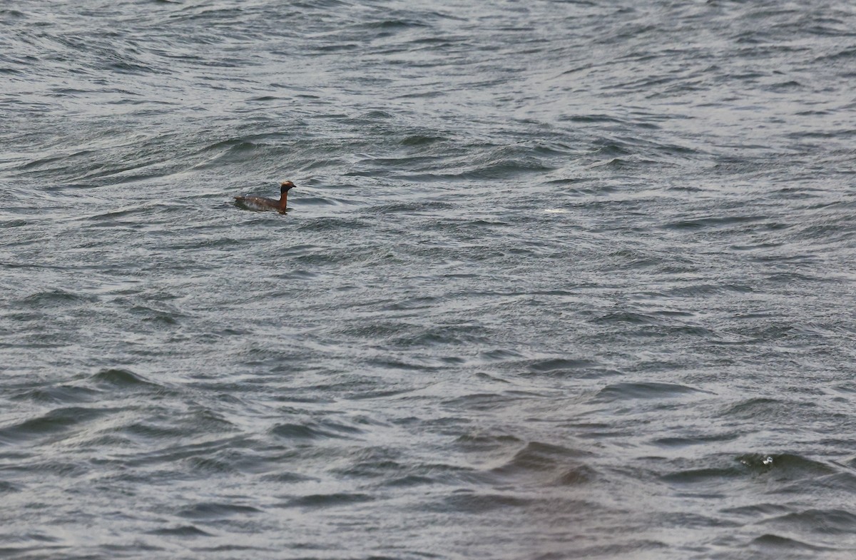 Horned Grebe - ML617249671