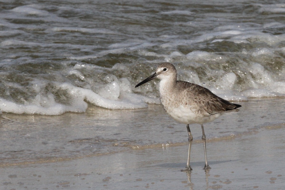 Willet - ML617249697