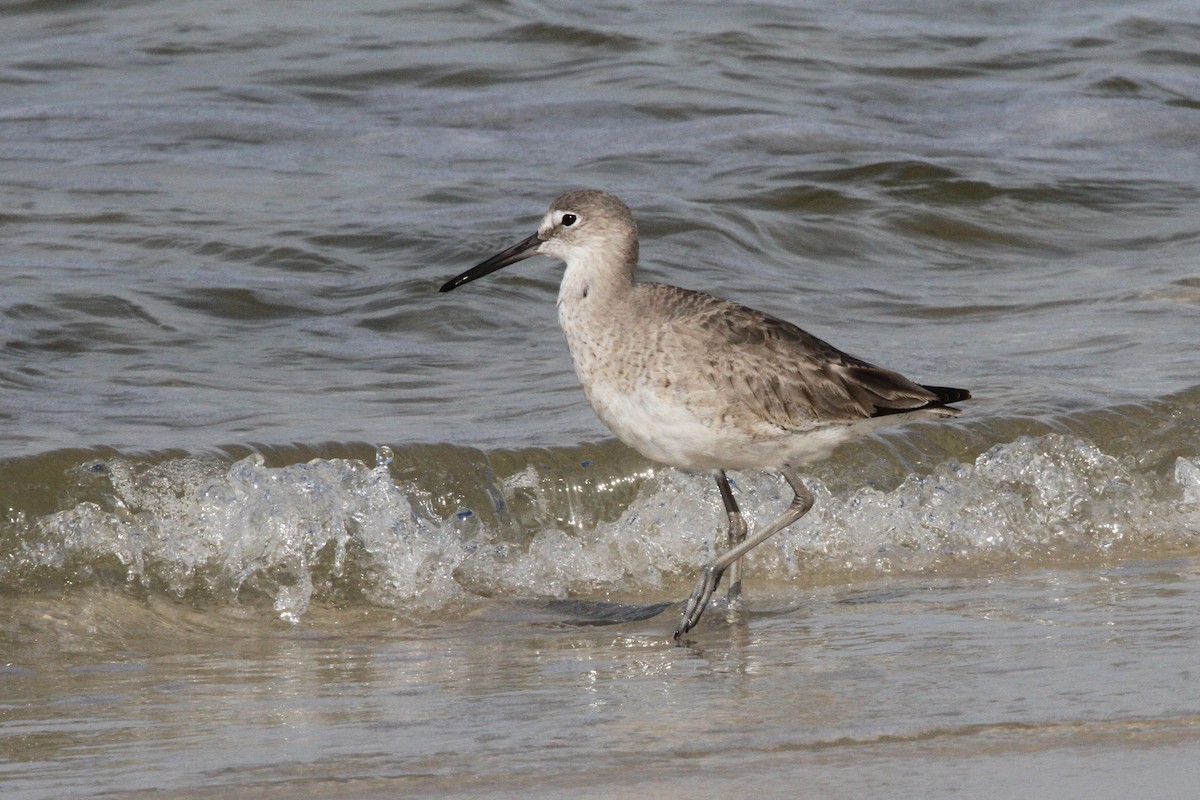 Willet - ML617249704