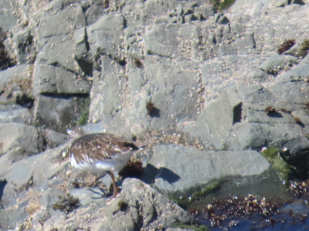 Black Turnstone - Sherry Gray