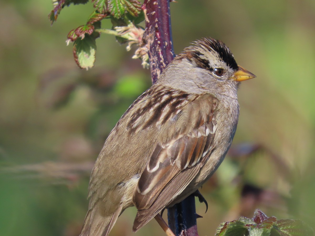 White-crowned Sparrow - Sherry Gray