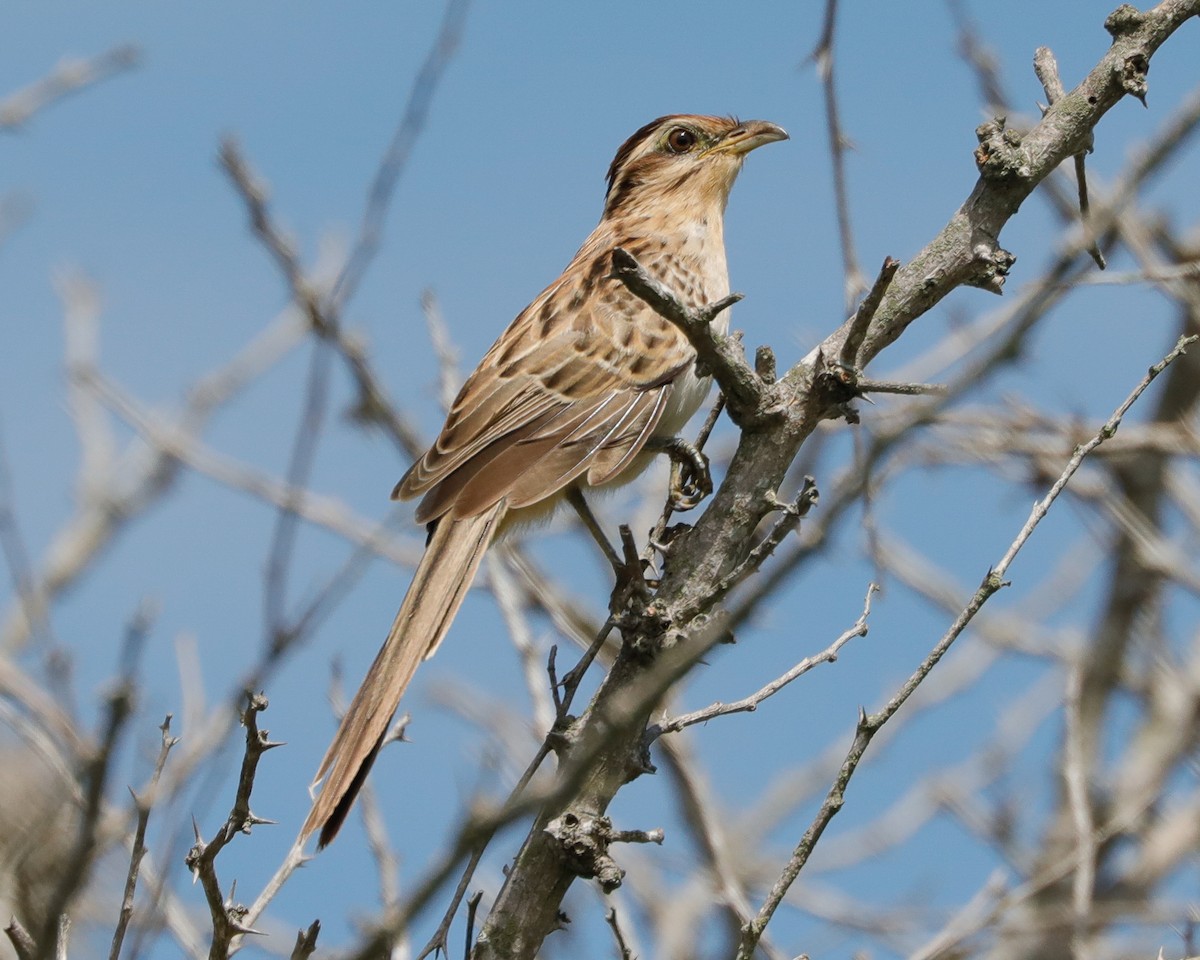 Striped Cuckoo - ML617249792