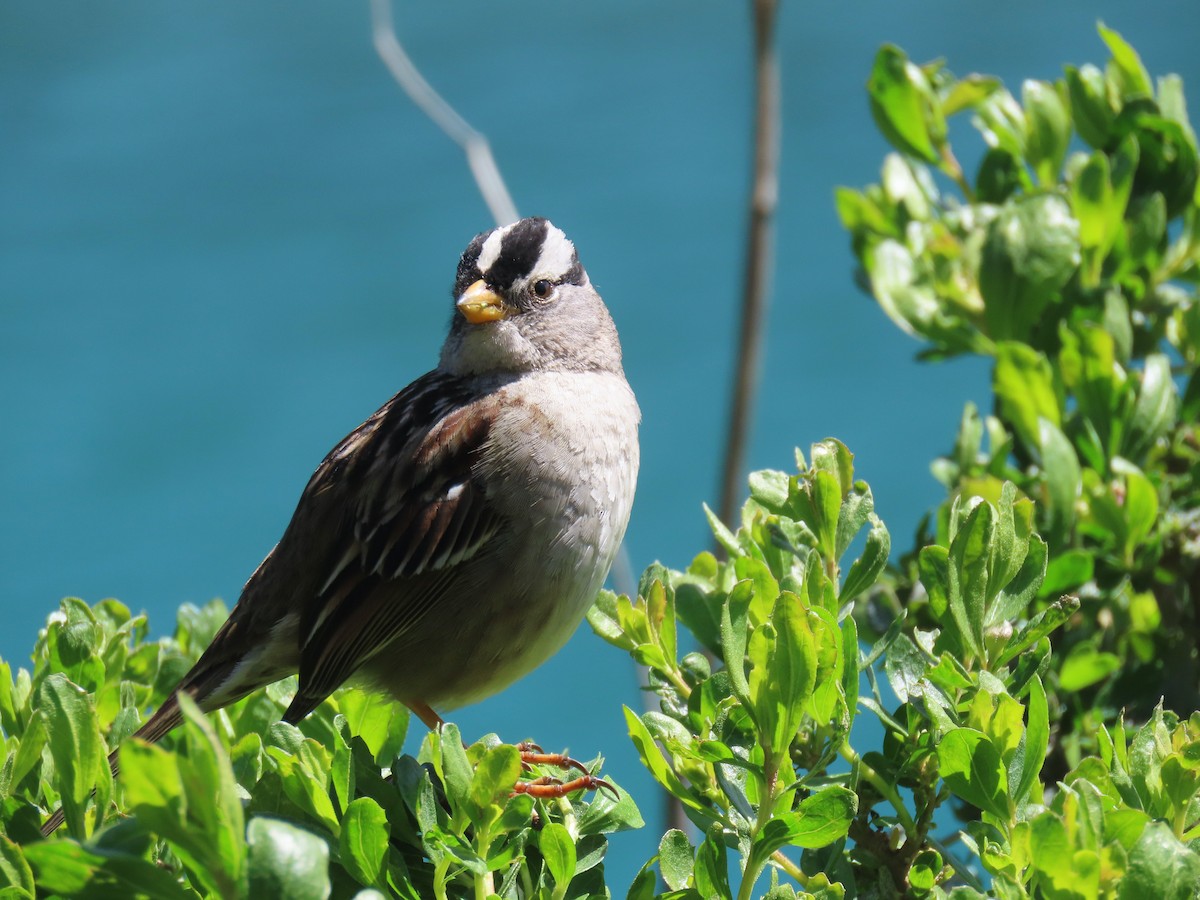 White-crowned Sparrow - Sherry Gray