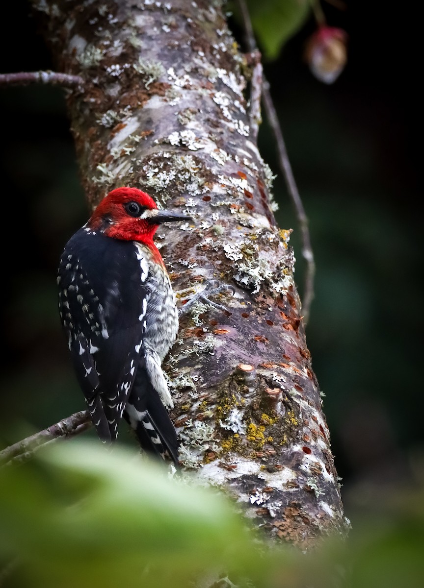 Red-breasted Sapsucker - ML617249806