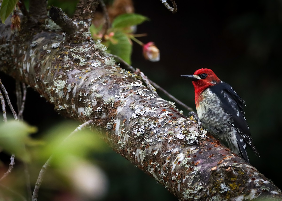 Red-breasted Sapsucker - ML617249807