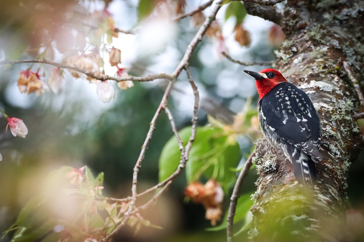 Red-breasted Sapsucker - ML617249808