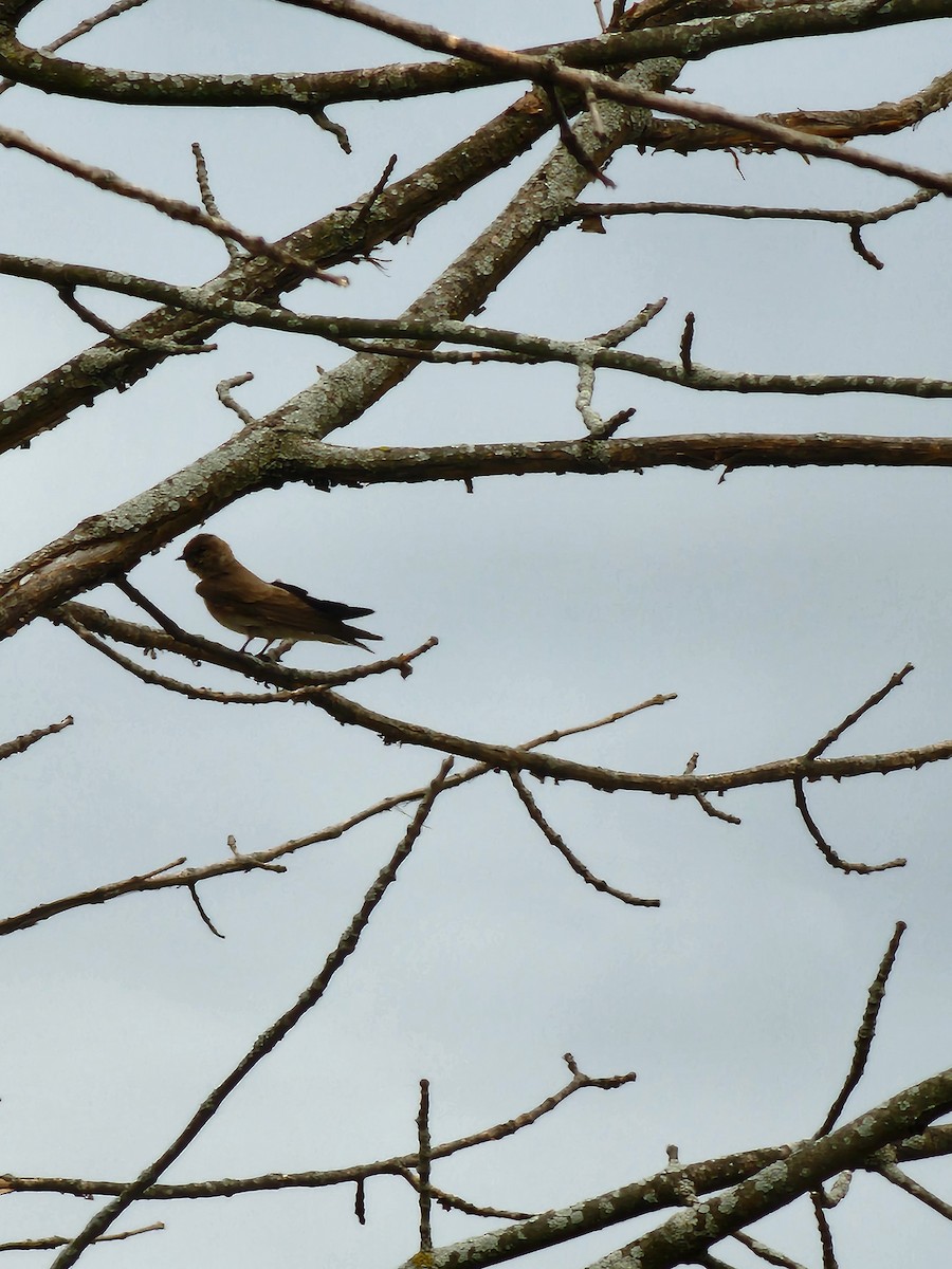 Hirondelle à ailes hérissées - ML617249834