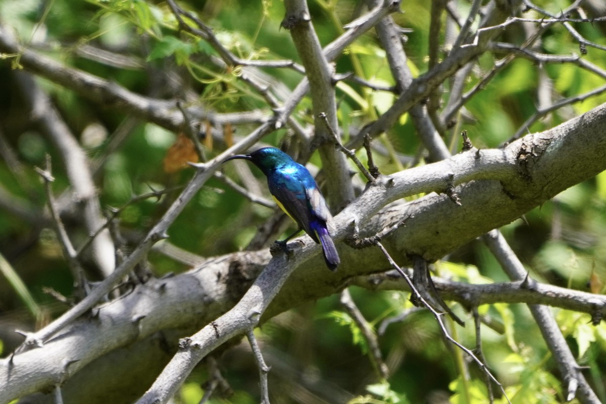 Variable Sunbird - ML617249881