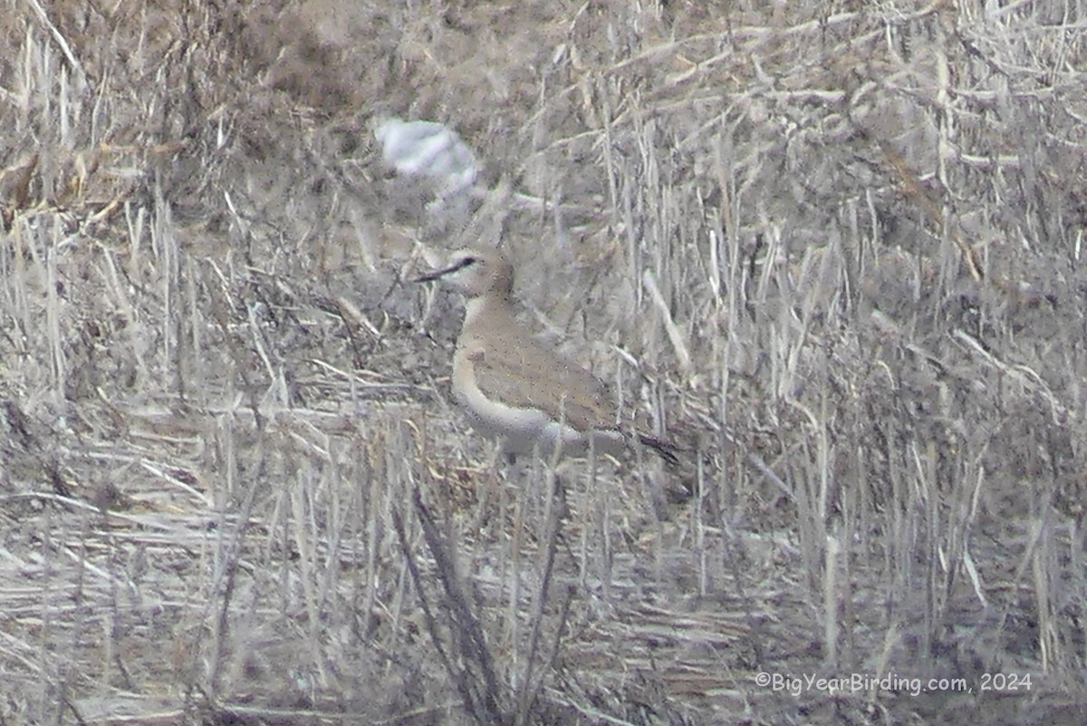 Mountain Plover - ML617249959