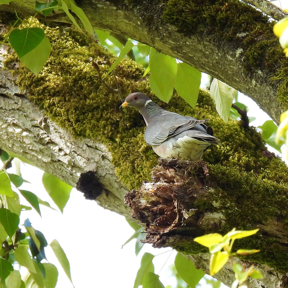 Band-tailed Pigeon - ML617249965