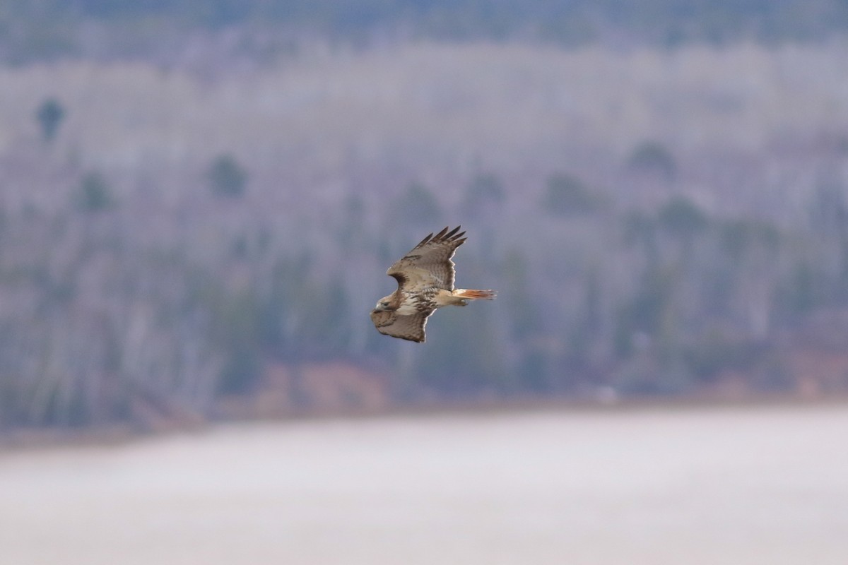 Red-tailed Hawk - ML617249987