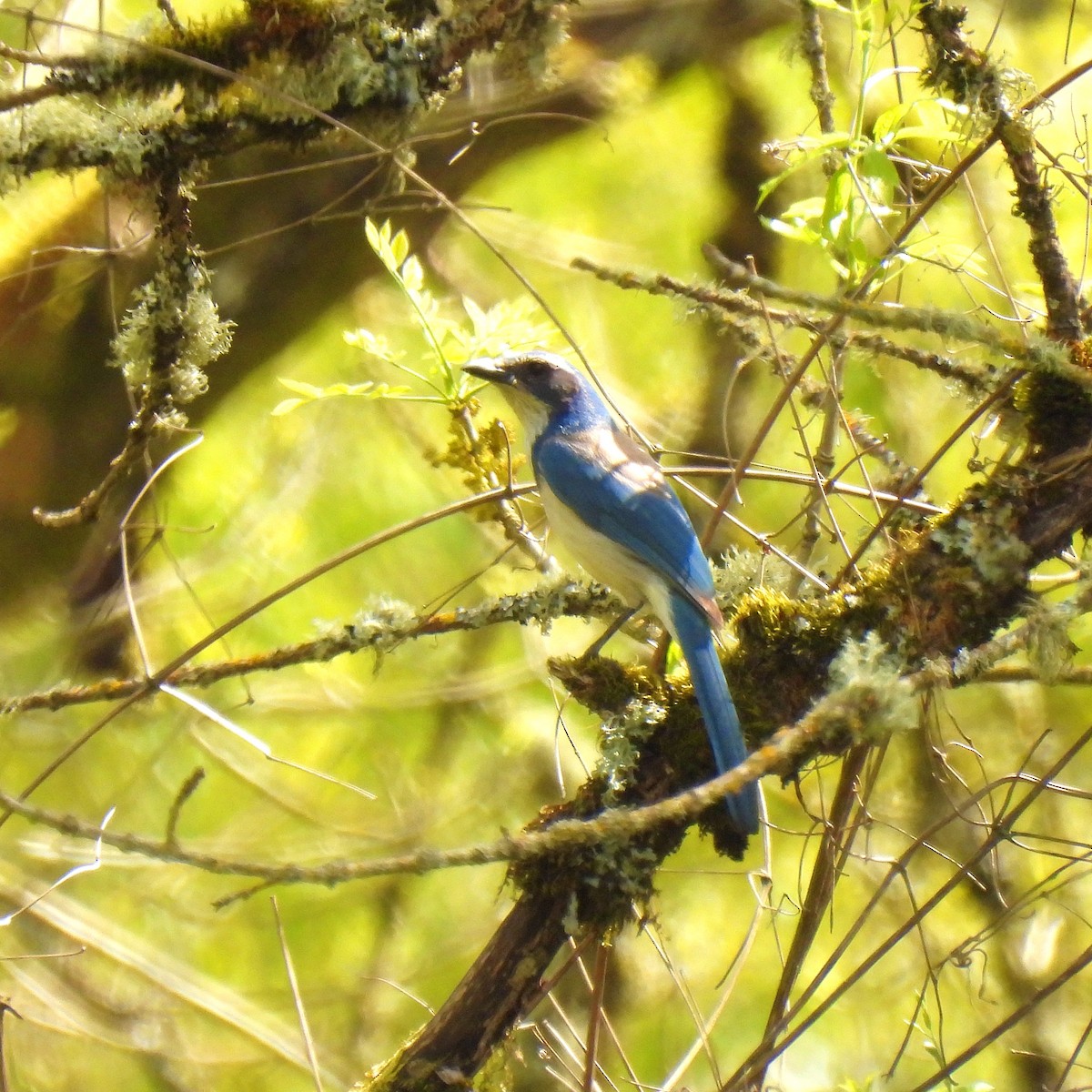 California Scrub-Jay - ML617249991