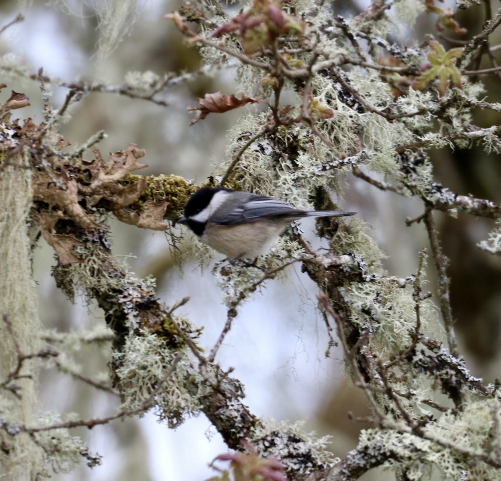 Black-capped Chickadee - ML617250035