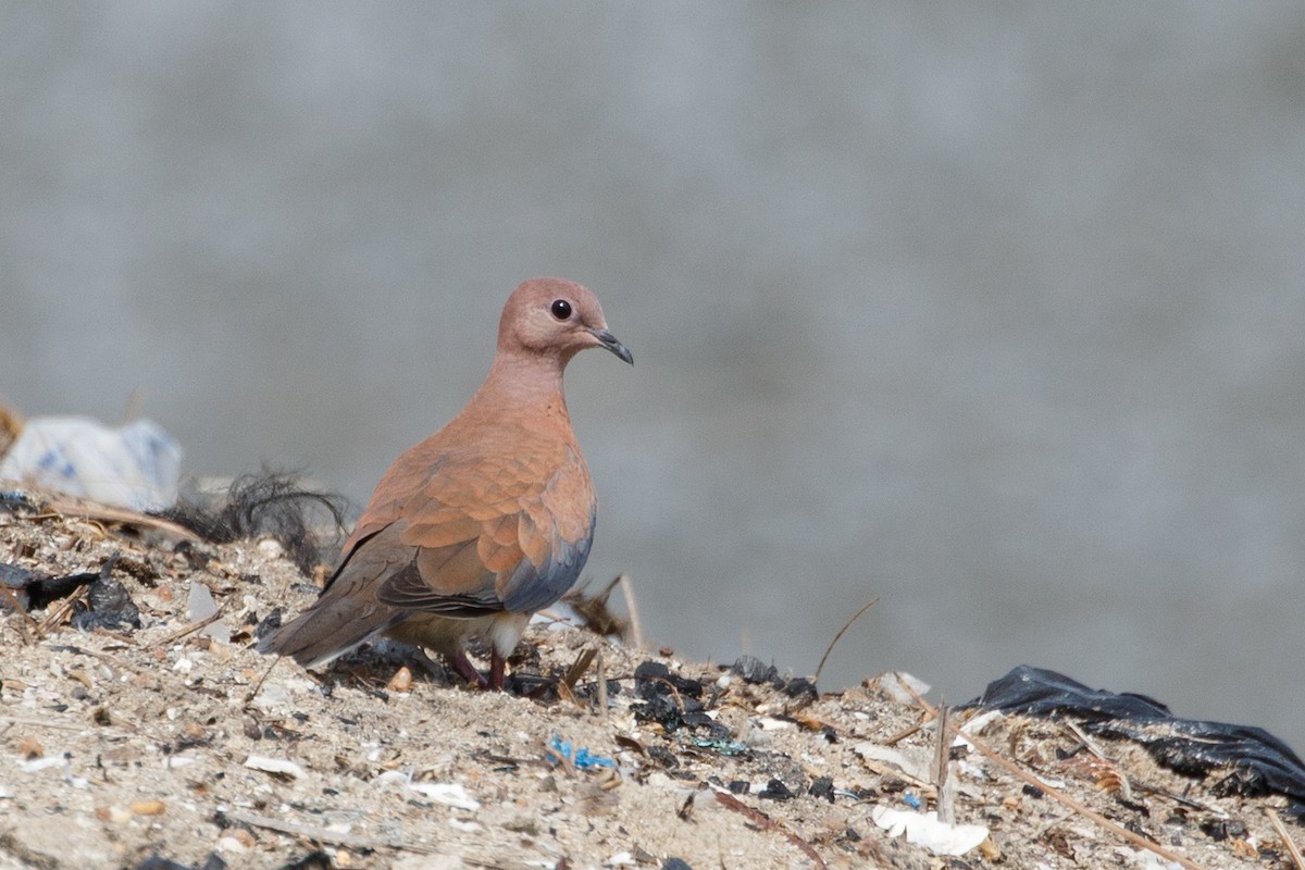 Tórtola Senegalesa - ML617250041