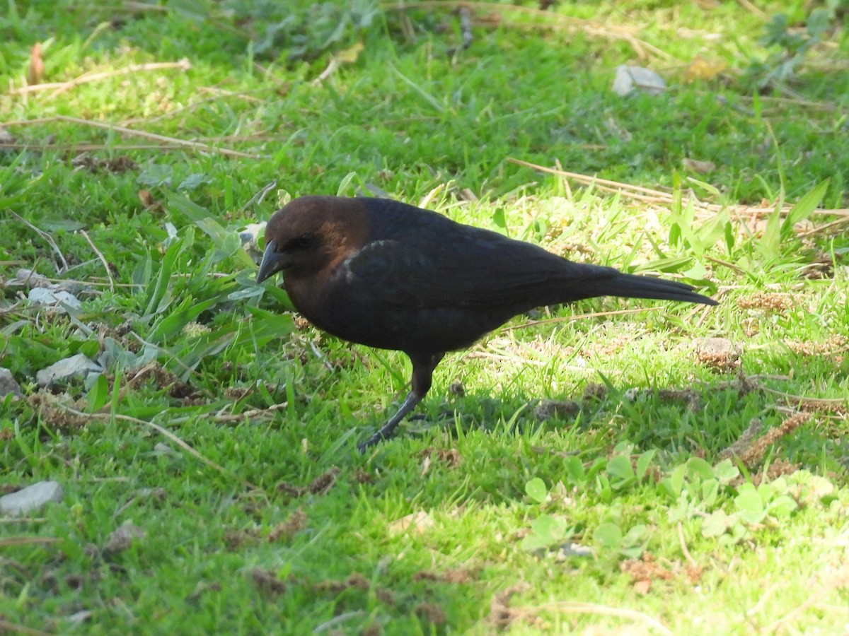 Brown-headed Cowbird - ML617250048